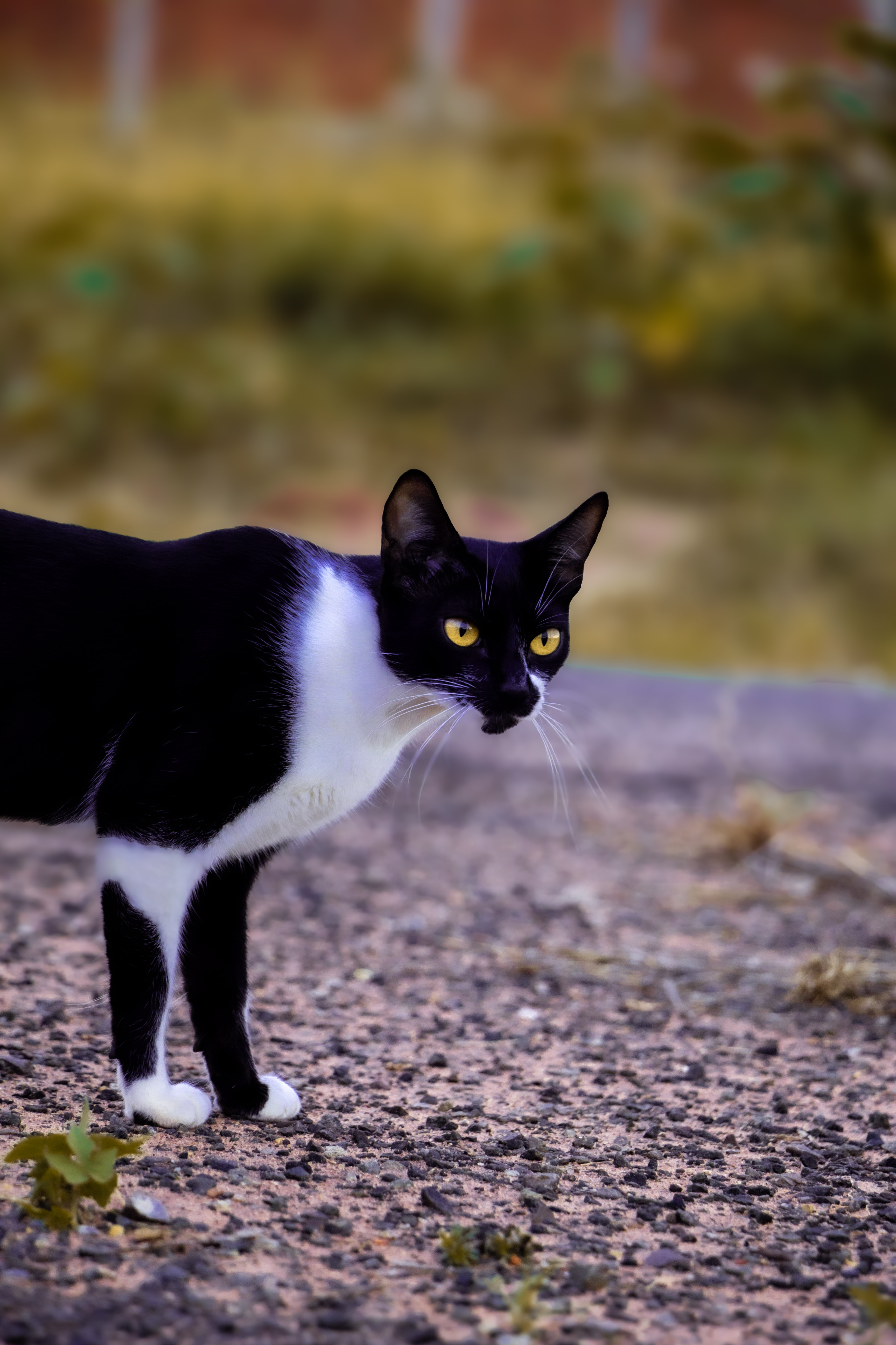 Fotografia de animais